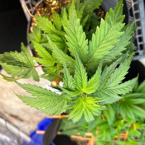 Dwarf Low Flyer growlog photo: First pistols!