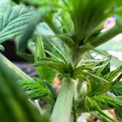 Dwarf Low Flyer growlog timeline photo