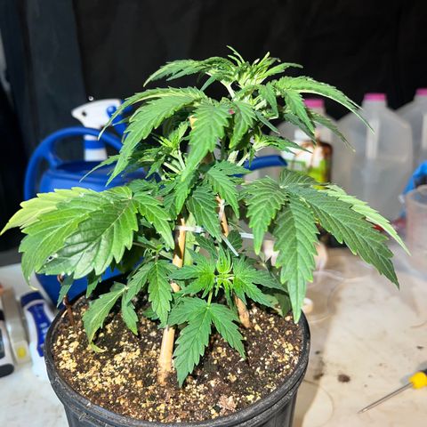 Dwarf Low Flyer growlog timeline photo