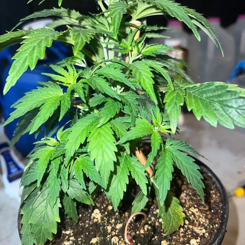 Dwarf Low Flyer growlog timeline photo