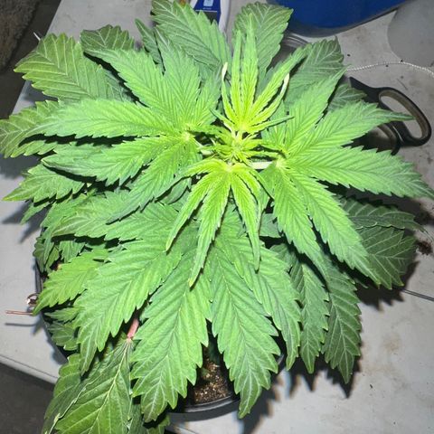 Dwarf Low Flyer growlog timeline photo