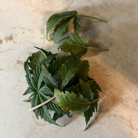 Dwarf Low Flyer growlog photo: First ever defoliation 