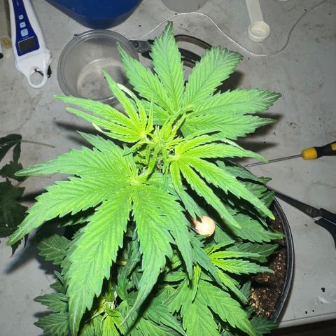 Dwarf Low Flyer growlog photo: First ever defoliation 