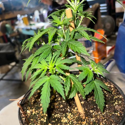 Dwarf Low Flyer growlog photo: First ever defoliation 