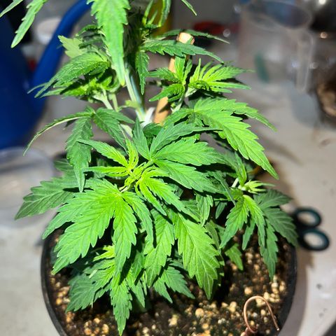 Dwarf Low Flyer growlog photo: First ever defoliation 
