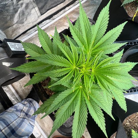 Platinum Jelly growlog timeline photo