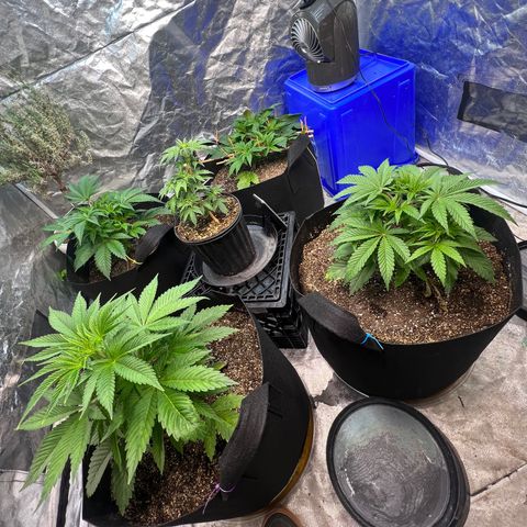 Platinum Jelly growlog timeline photo