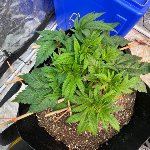 Platinum Jelly growlog timeline photo