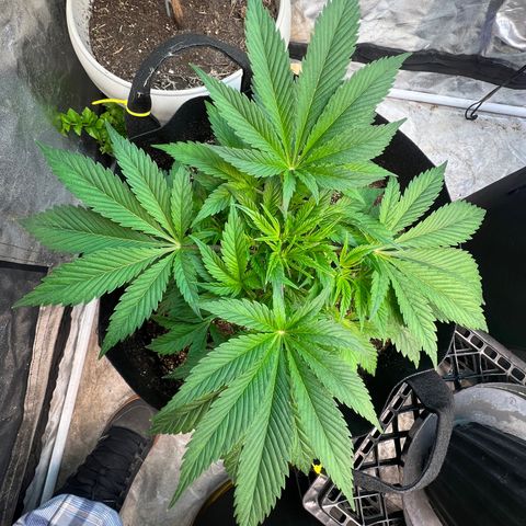 Platinum Jelly growlog timeline photo