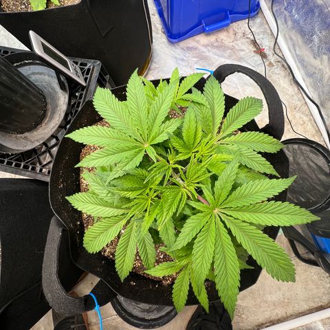Platinum Jelly growlog timeline photo