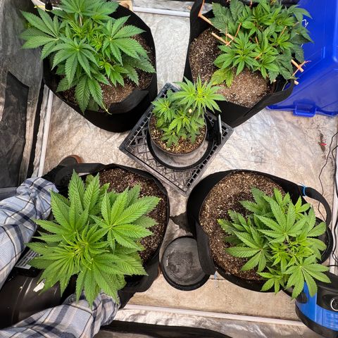 Platinum Jelly growlog timeline photo