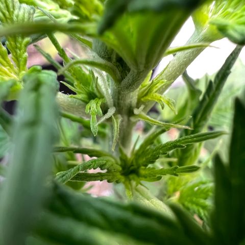Dwarf Low Flyer growlog timeline photo