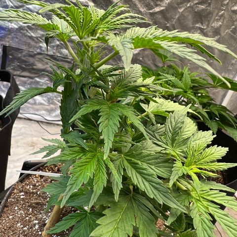 Dwarf Low Flyer growlog timeline photo
