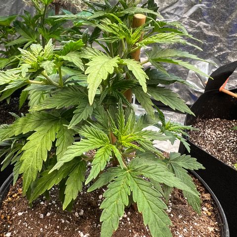 Dwarf Low Flyer growlog timeline photo