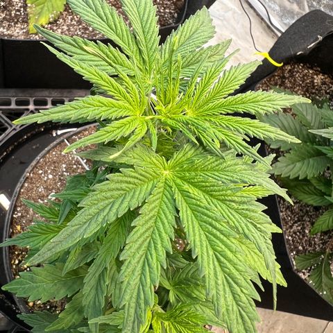 Dwarf Low Flyer growlog timeline photo