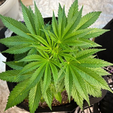 Platinum Jelly growlog timeline photo