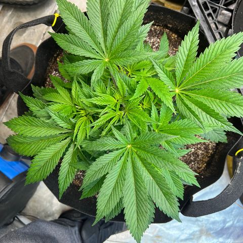 Platinum Jelly growlog timeline photo