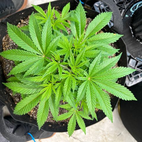 Platinum Jelly growlog timeline photo