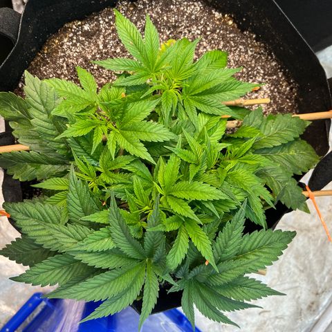 Platinum Jelly growlog timeline photo