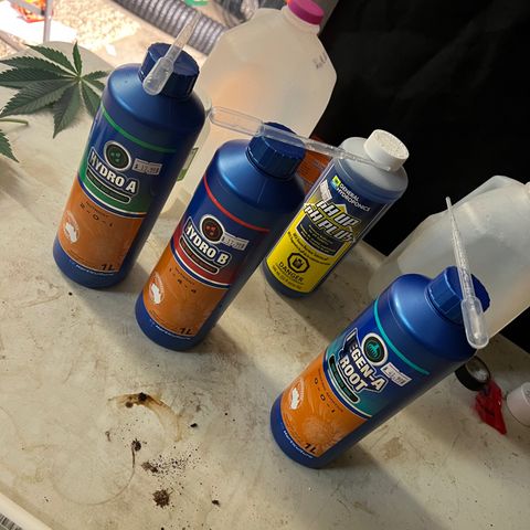 Platinum Jelly growlog photo: New Nutes!!!! 1ml/L of water 
