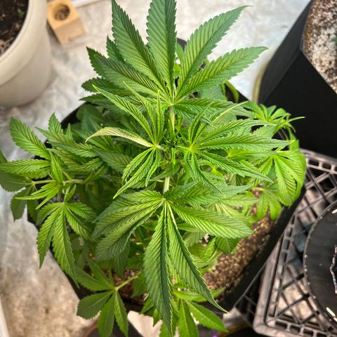Platinum Jelly growlog photo: Little bit of defoliation on a couple ladies! Almost time to flip! 