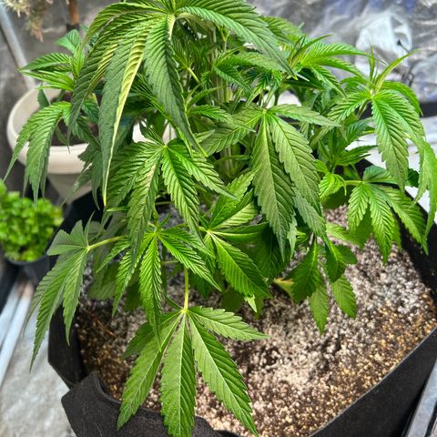 Platinum Jelly growlog photo: Little bit of defoliation on a couple ladies! Almost time to flip! 