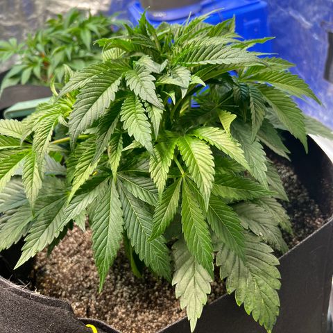 Platinum Jelly growlog photo: Little bit of defoliation on a couple ladies! Almost time to flip! 