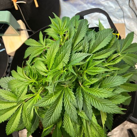 Platinum Jelly growlog photo: Little bit of defoliation on a couple ladies! Almost time to flip! 
