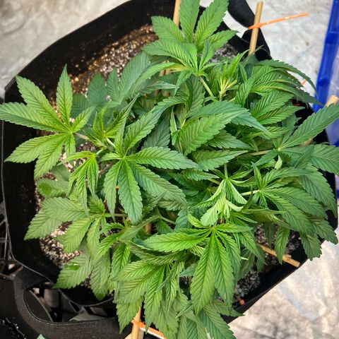 Platinum Jelly growlog photo: Little bit of defoliation on a couple ladies! Almost time to flip! 