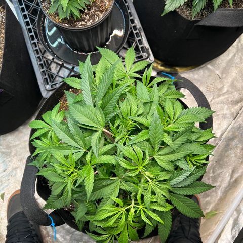 Platinum Jelly growlog photo: Little bit of defoliation on a couple ladies! Almost time to flip! 