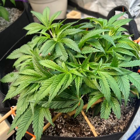 Platinum Jelly growlog photo: Little bit of defoliation on a couple ladies! Almost time to flip! 