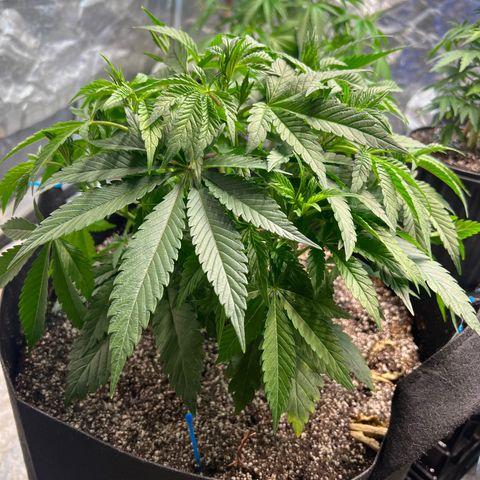 Platinum Jelly growlog photo: Little bit of defoliation on a couple ladies! Almost time to flip! 