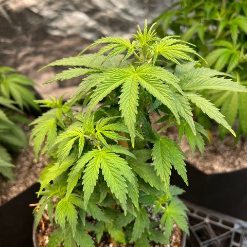 Dwarf Low Flyer growlog photo: So beautiful 