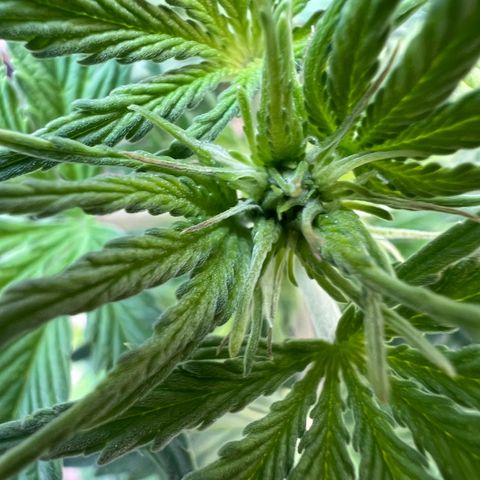 Dwarf Low Flyer growlog photo: So beautiful 