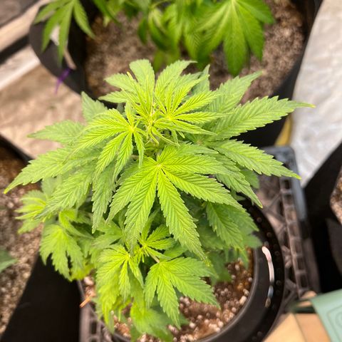 Dwarf Low Flyer growlog photo: So beautiful 