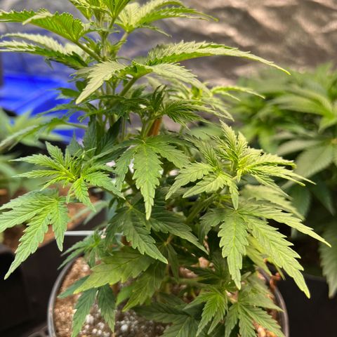 Dwarf Low Flyer growlog photo: So beautiful 