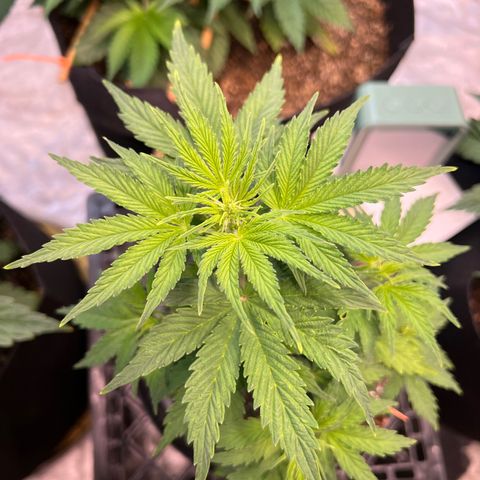 Dwarf Low Flyer growlog photo: So beautiful 
