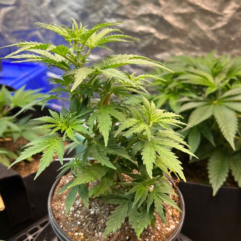 Dwarf Low Flyer growlog photo: So beautiful 