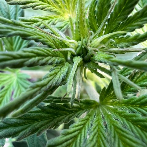 Dwarf Low Flyer growlog photo: So beautiful 