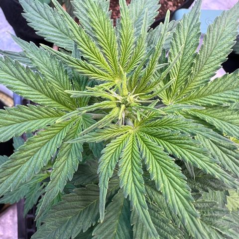 Dwarf Low Flyer growlog photo: So beautiful 