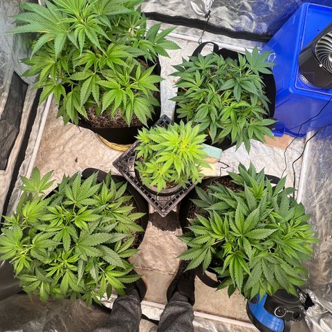 Platinum Jelly growlog timeline photo