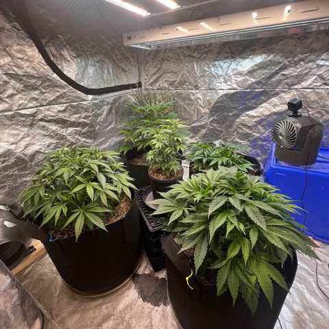 Platinum Jelly growlog timeline photo