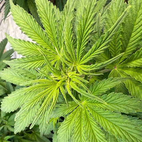 Dwarf Low Flyer growlog timeline photo