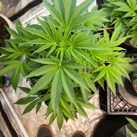 Platinum Jelly growlog timeline photo