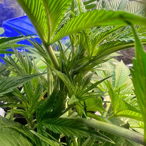 Platinum Jelly growlog timeline photo