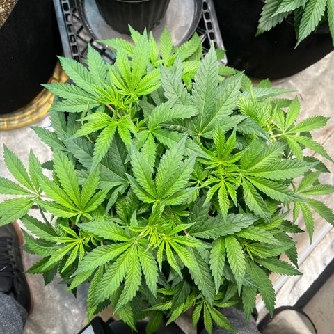 Platinum Jelly growlog timeline photo
