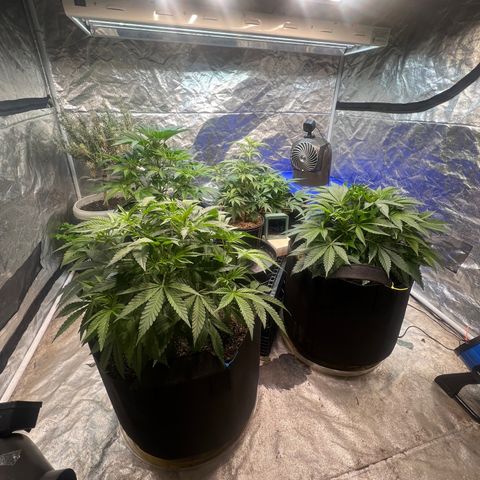 Platinum Jelly growlog timeline photo