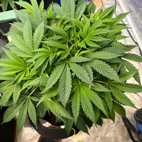Platinum Jelly growlog timeline photo