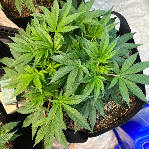 Platinum Jelly growlog timeline photo