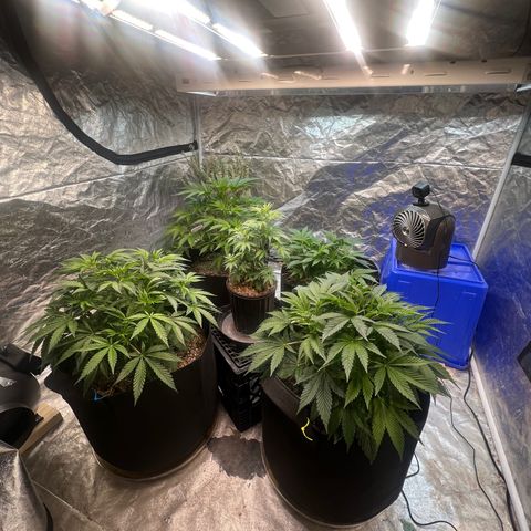Platinum Jelly growlog timeline photo